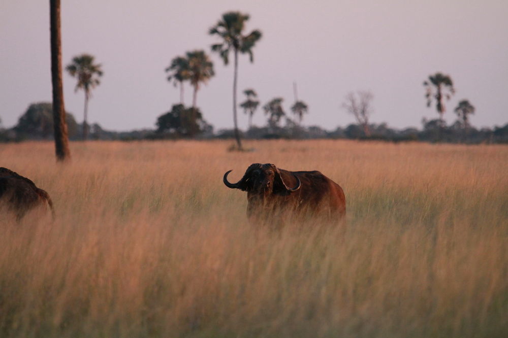 The Hide Safari Camp Hotel Dete Ngoại thất bức ảnh